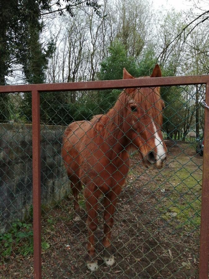Casa Do Moinho Rural Campo E Praia , 9 Pessoas, Animais Benvindos Espinho  Ngoại thất bức ảnh