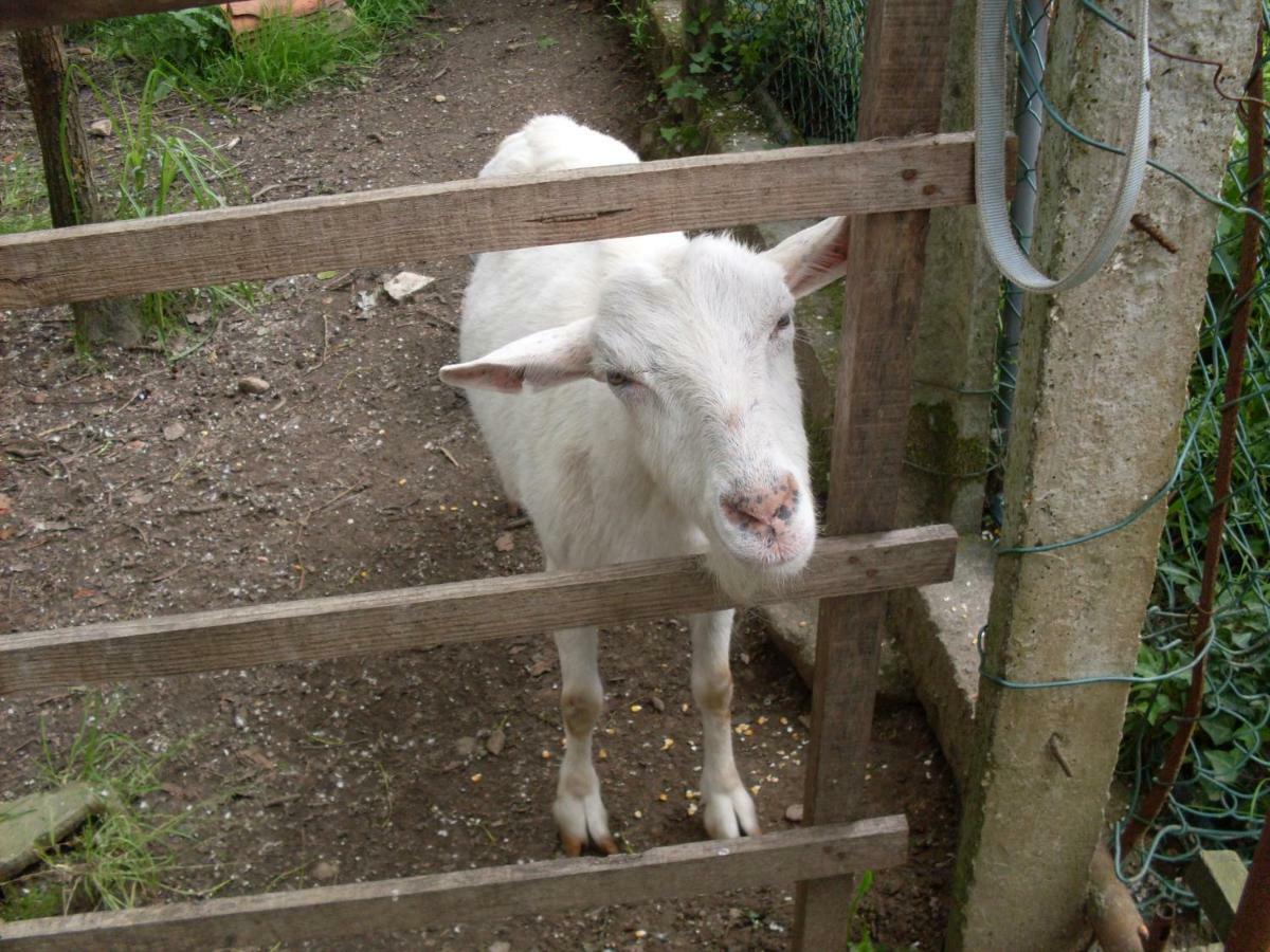 Casa Do Moinho Rural Campo E Praia , 9 Pessoas, Animais Benvindos Espinho  Ngoại thất bức ảnh
